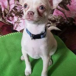 Chihuahuas from Tenderhearted Kennels
