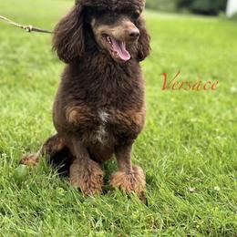Versace - Poodle