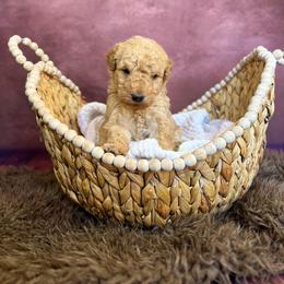 Hey Diddle Diddle - Red  male Goldendoodle puppy in Grove, Oklahoma from Guinn Family Farms
