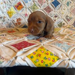 Tip - Red male Dachshund puppy in Cabool, Missouri from Hidden Valley Farms