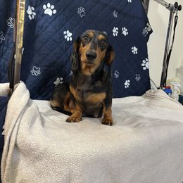 Angel - Dachshund