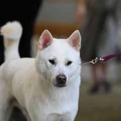 Kishu Ken All Grown Up from Ourou Sou