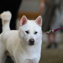 Kishu Ken All Grown Up from Ourou Sou