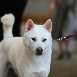 Kishu Ken All Grown Up from Ourou Sou