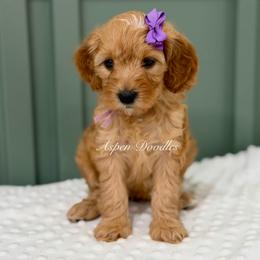 Lavender collar COCOA - Apricot female Goldendoodle puppy in Salem, Utah from Aspen Doodles