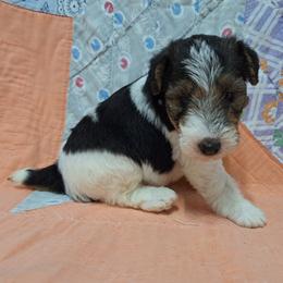 Max - White black and tan male Wire Fox Terrier puppy in Lancaster, Missouri from Missouri Meadows Farm