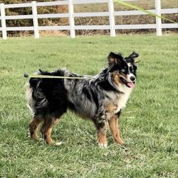 Riot - Miniature Australian Shepherd