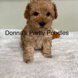 Minnie - Apricot female Poodle puppy in Vilonia, Arkansas from Donna’s Pretty Poodles