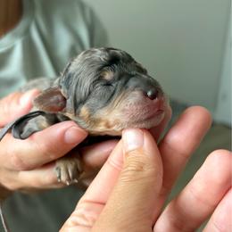 Valor - Blue merle male Bernedoodle puppy in Jacksonville, Florida from Autumn's Aussies