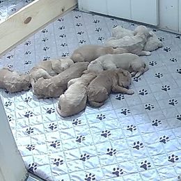 Goldendoodles from Bella's Beauties