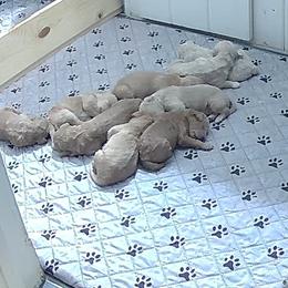 Goldendoodles from Bella's Beauties
