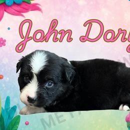 John Dory - Black tri male Miniature Australian Shepherd puppy in Oronogo, Missouri from Dutton's Show Me Farms