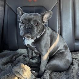 Bunny - French Bulldog