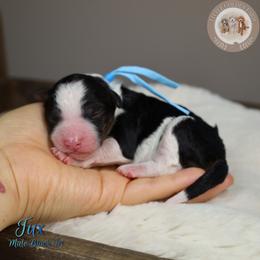 Tux - Black tri-color male Aussiedoodle puppy in Fort Myers, Florida from Little Golden Farm