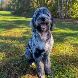 Double Doodle puppies from Weddington Labradoodles