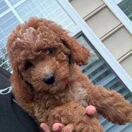 Asher - Red  male Goldendoodle puppy in Germantown, Maryland from Honey Blossom Doodles
