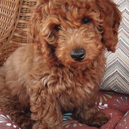 French Bulldog and Goldendoodle All Grown Up from French Valley Miniature Goldendoodles & French Bulldogs