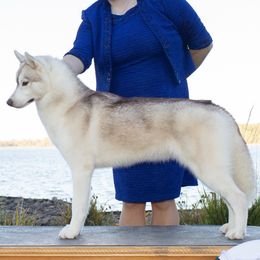 Jasmine - Siberian Husky