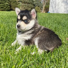 Pomsky Puppies from Southern Minnesota Pomskies