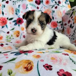 Tilly - Parti female Yorkshire Terrier puppy in Middleton, Idaho from Rocky Mountain Yorkies