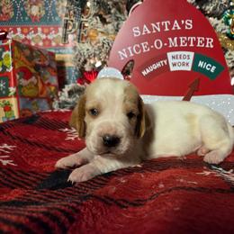 Thor 2700.00 - Red and white male Basset Hound puppy in Denison, Texas from Emma Lou's Baby Bassets