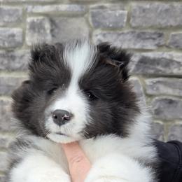 Shetland Sheepdog Puppies from Therese Walters