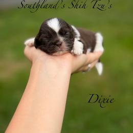 Dixie - Liver and white female Shih Tzu puppy in Clinton, Tennessee from Southland’s Shih Tzus