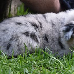Australian Shepherd Puppies from Glacier Aussies