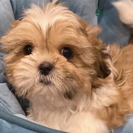 Shih Tzus from My Royal Shih Tzu⚜️