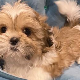 Shih Tzus from My Royal Shih Tzu⚜️