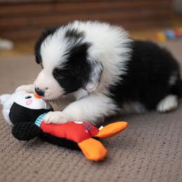 Border Collie Puppies from Hazelwood Border Collies