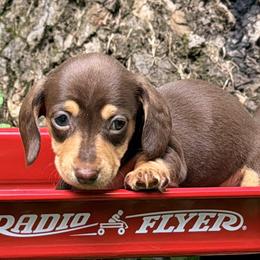 Doodle Bug      2800 - Chocolate and tan female Dachshund puppy in Hendersonville, North Carolina from Snarky Doxy Miniature Dachshunds