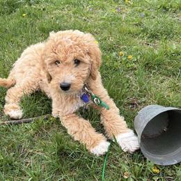 Goldendoodle Puppies from Hannah Mae Doodles