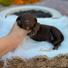 Gouda - Chocolate male Goldendoodle puppy in Las Vegas, Nevada from Dose of Doodles
