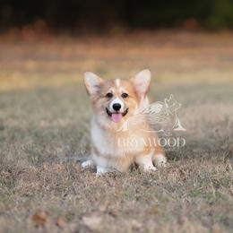Brown Collar - FLUFFY - Sable male Pembroke Welsh Corgi puppy in Terrell, Texas from Brynwood Pembroke Welsh Corgis