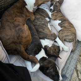 Basenji Puppies from Signet Kennels