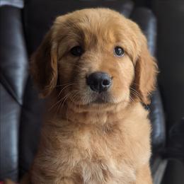 Brown Girl- Sunday - Golden female Golden Retriever puppy in Troy, Texas from R&R Goldens