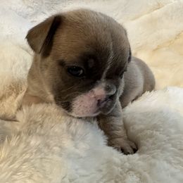 French Bulldog Puppies from Frenchiesbysouthernbell