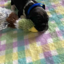 Boy 2 - Black and white male German Shorthaired Pointer puppy in Garland, North Carolina from Echo Acres Farm