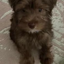 Maltipoo, Morkie, and Yorkipoo Puppies from Danza Bolo
