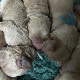 Girl 2 - female Australian Labradoodle puppy in Chuluota, Florida from Delano Australian Labradoodles