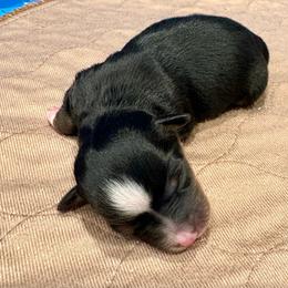 Charlotte - Black tri female Toy Australian Shepherd puppy in Bixby, Oklahoma from Roeboat Aussies