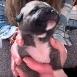 Male 2 - Fawn male Anatolian Shepherd Dog puppy in Daggett, Michigan from T&S Anatolians
