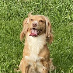 Spanky - English Cocker Spaniel