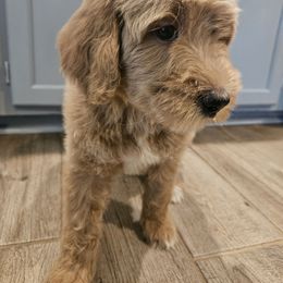 Cooper - Apricot male Goldendoodle puppy in Kansas City, Missouri from Poppy's Doodles