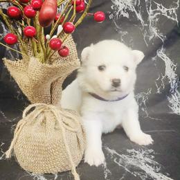 Giselle - White female American Eskimo Dog puppy in Live Oak, Florida from Pecan Ridge Puppies