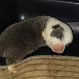 Boy 1 - Gray and white male American Corgi puppy in Odessa, Missouri from LOYAL T K9's CORGIS