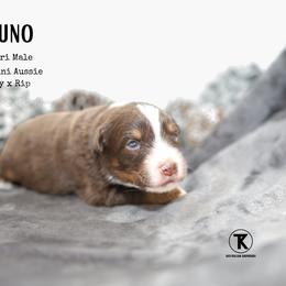Bruno - RTM - Red tri male Miniature Australian Shepherd puppy in Nacogdoches, Texas from TK Standard, Mini, & Toy Aussies