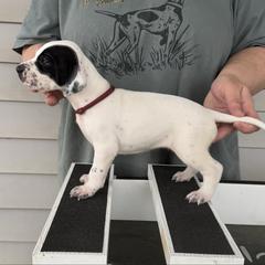 Magenta Collar Girl - Black and white female Pointer puppy in Youngsville, North Carolina from Dogma Pointers & Bulldogs