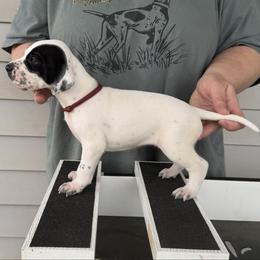 Magenta Collar Girl - Black and white female Pointer puppy in Youngsville, North Carolina from Dogma Pointers & Bulldogs